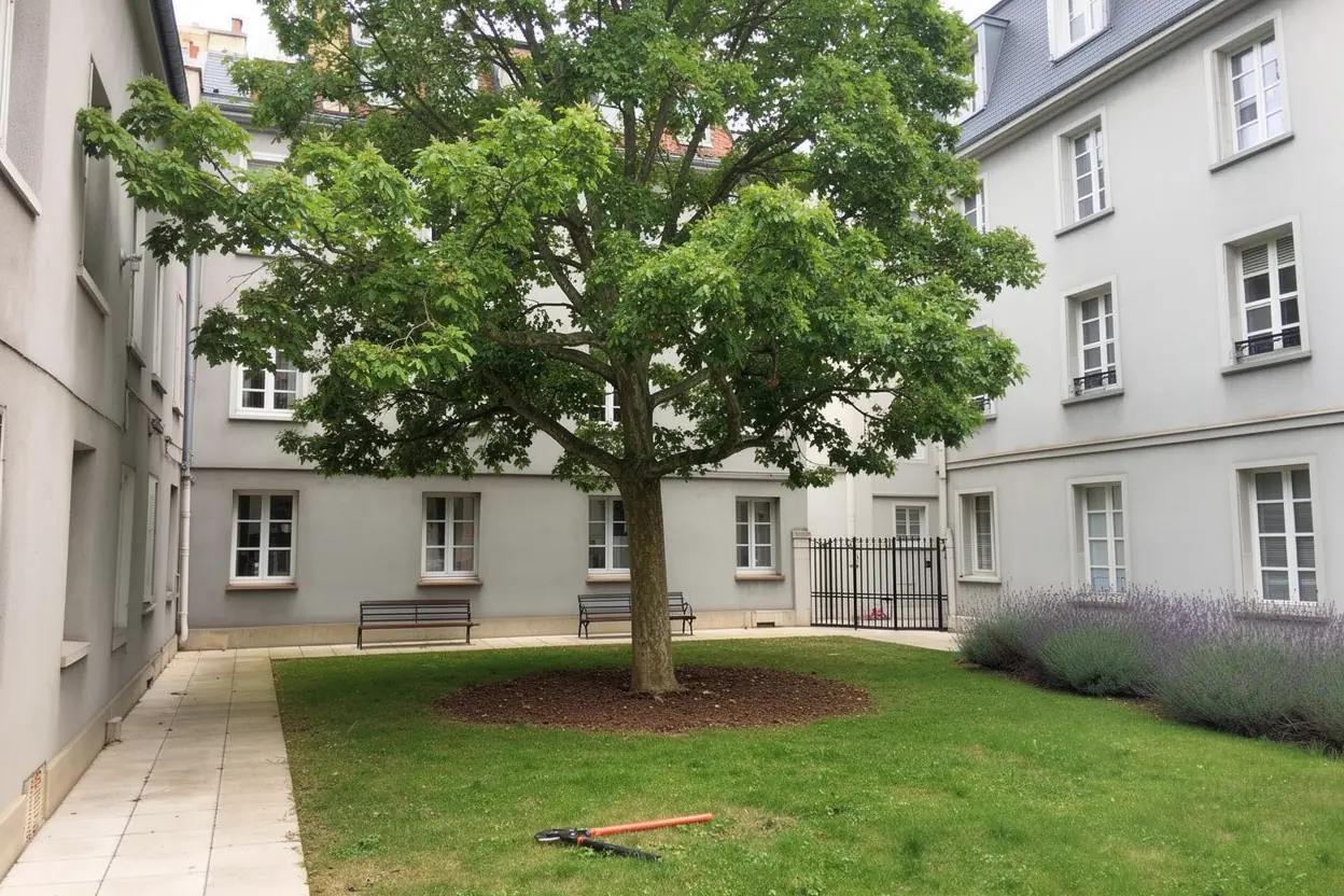 Platane éclairci après taille douce dans une cour à Lyon