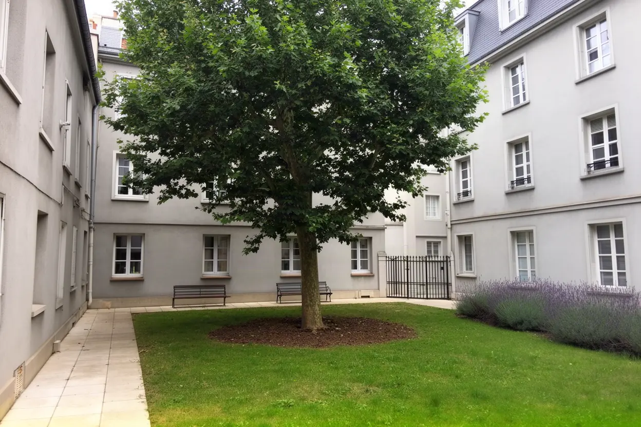 Platane dense avant élagage dans une cour à Lyon