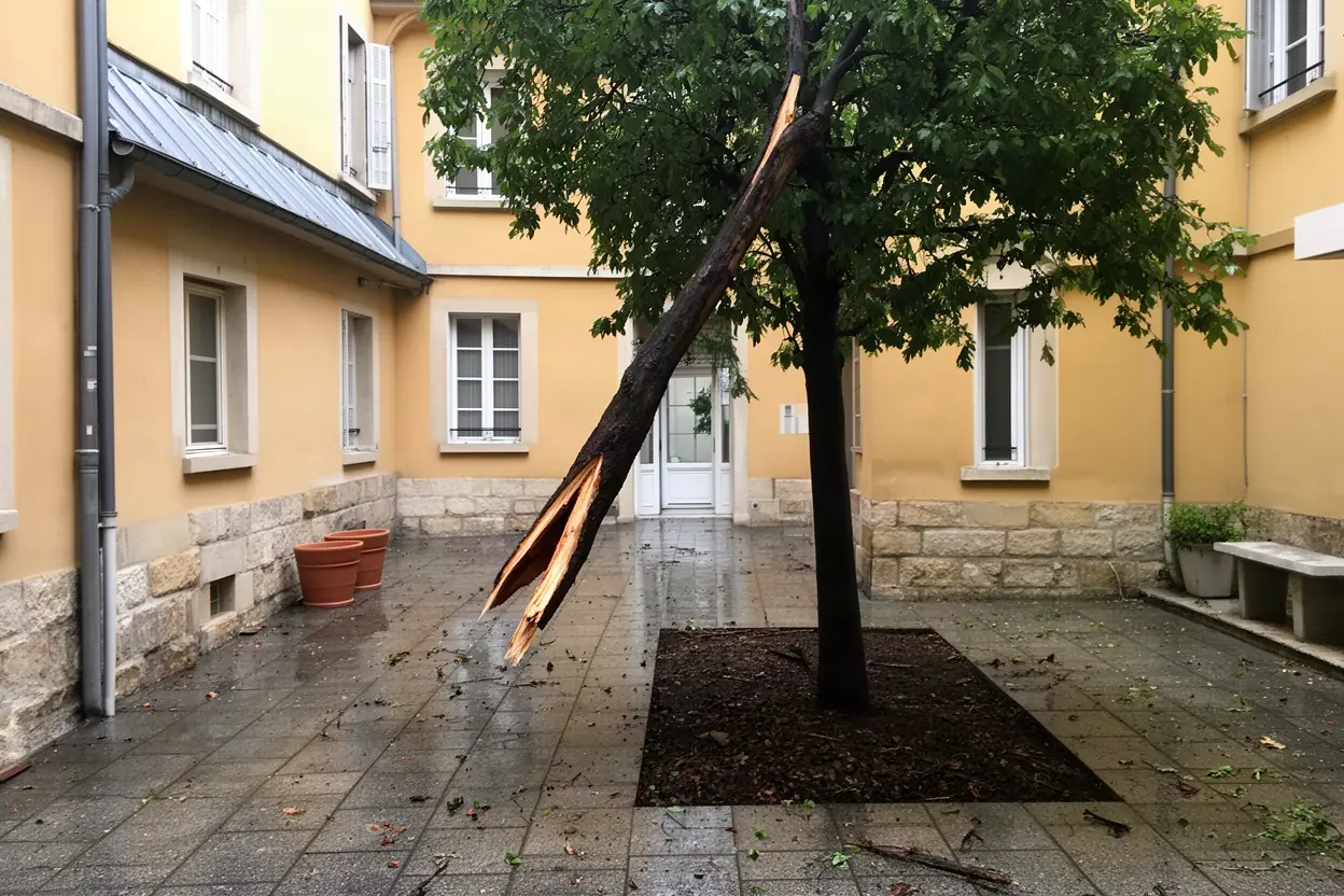 Branche cassée suspendue dans une cour à Lyon