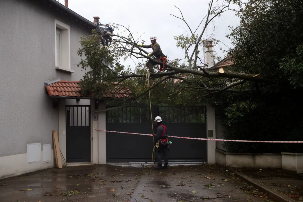 Élagueur sécurisant un arbre après tempête à Lyon